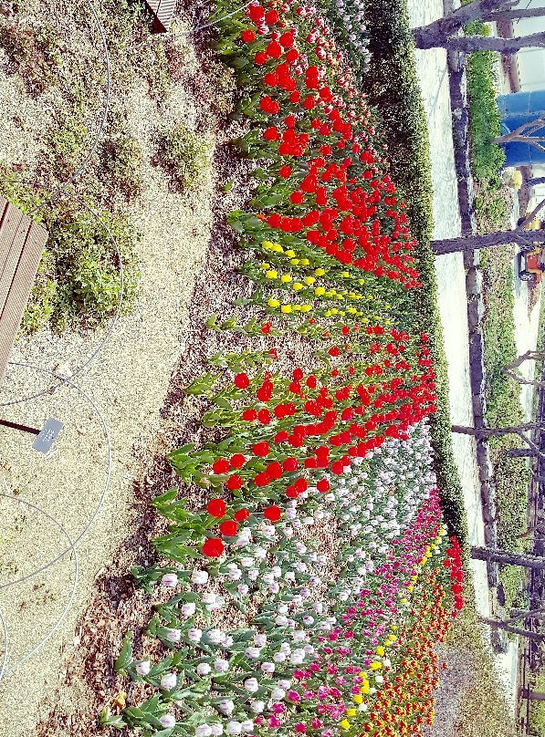 Jeonju Arboretum景点图片