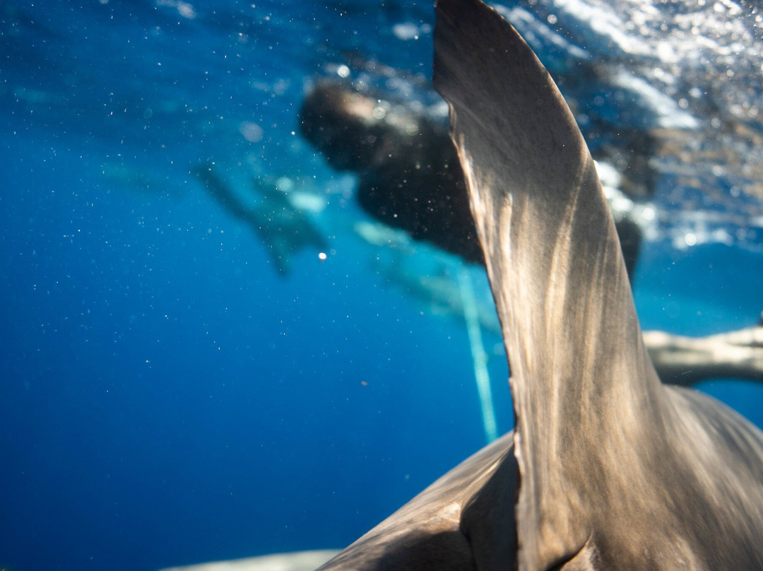 Shark Safari Diving-朱庇特必去景点