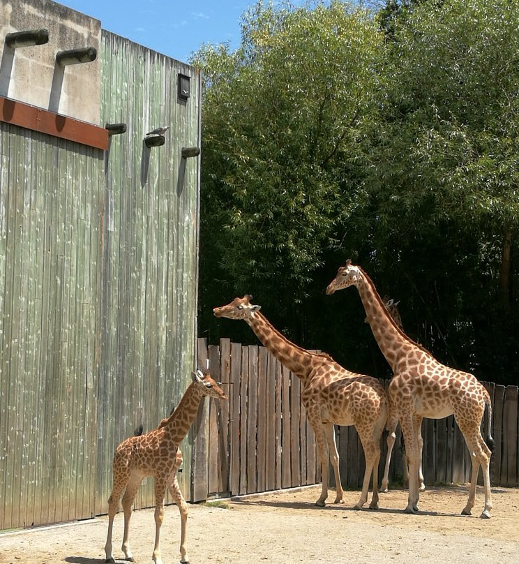 Zoo des Sables景点图片