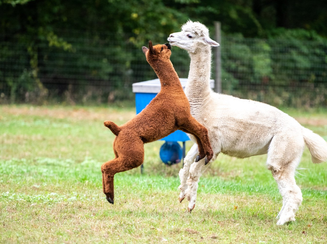 Chakana Sky Alpacas景点图片