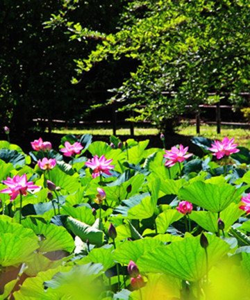 Urawa Kurashi No Hakubutsukan Minkaen景点门票图片