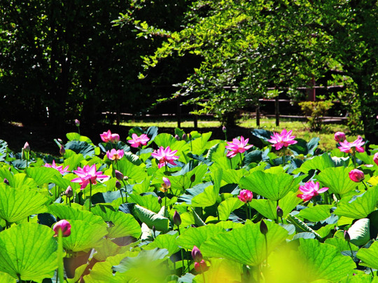 Urawa Kurashi No Hakubutsukan Minkaen-埼玉市必去景点