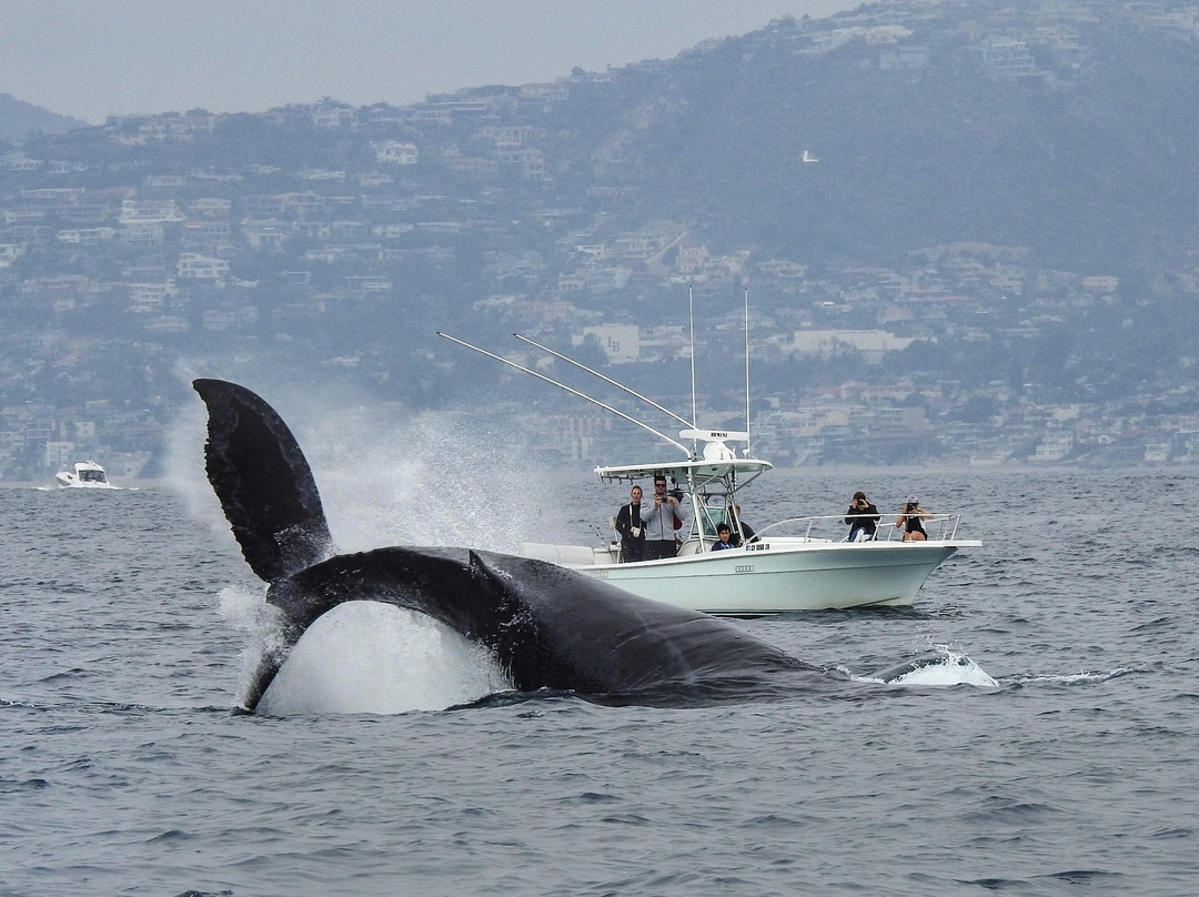 East Meets West Whale Watching-纽波特海滩必去景点