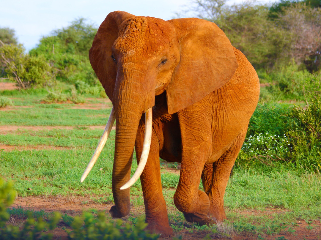 Pofu Tours and Travel Ltd