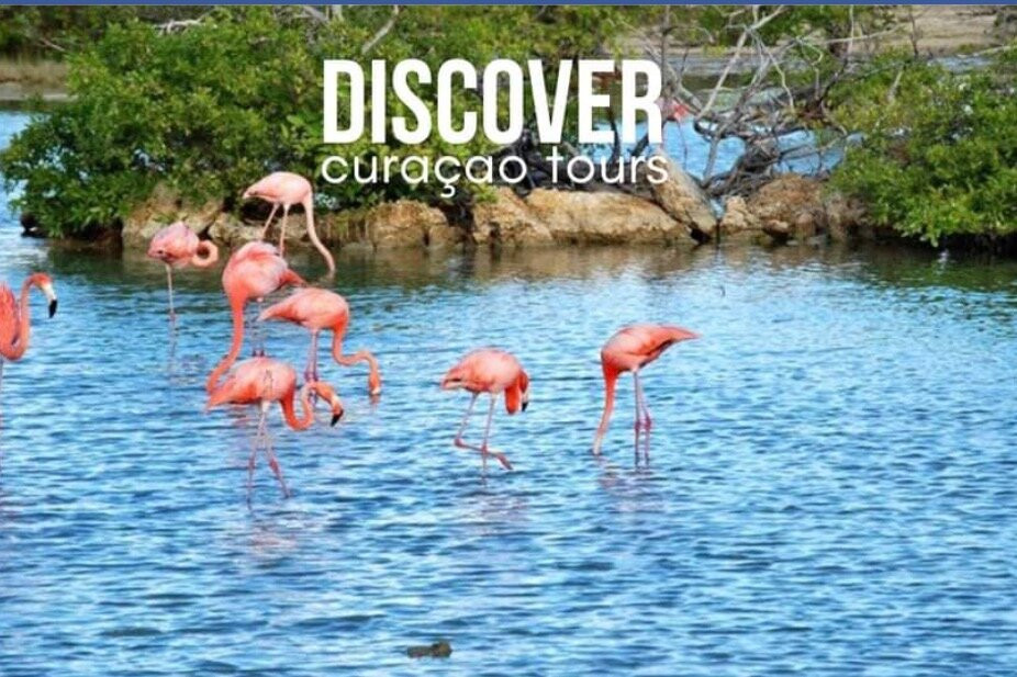 Discover Curacao Tours-威廉斯塔德必去景点