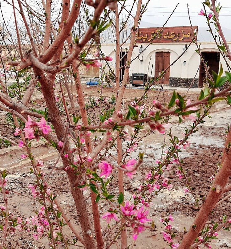 Atrinacomplex-卡尚必去景点