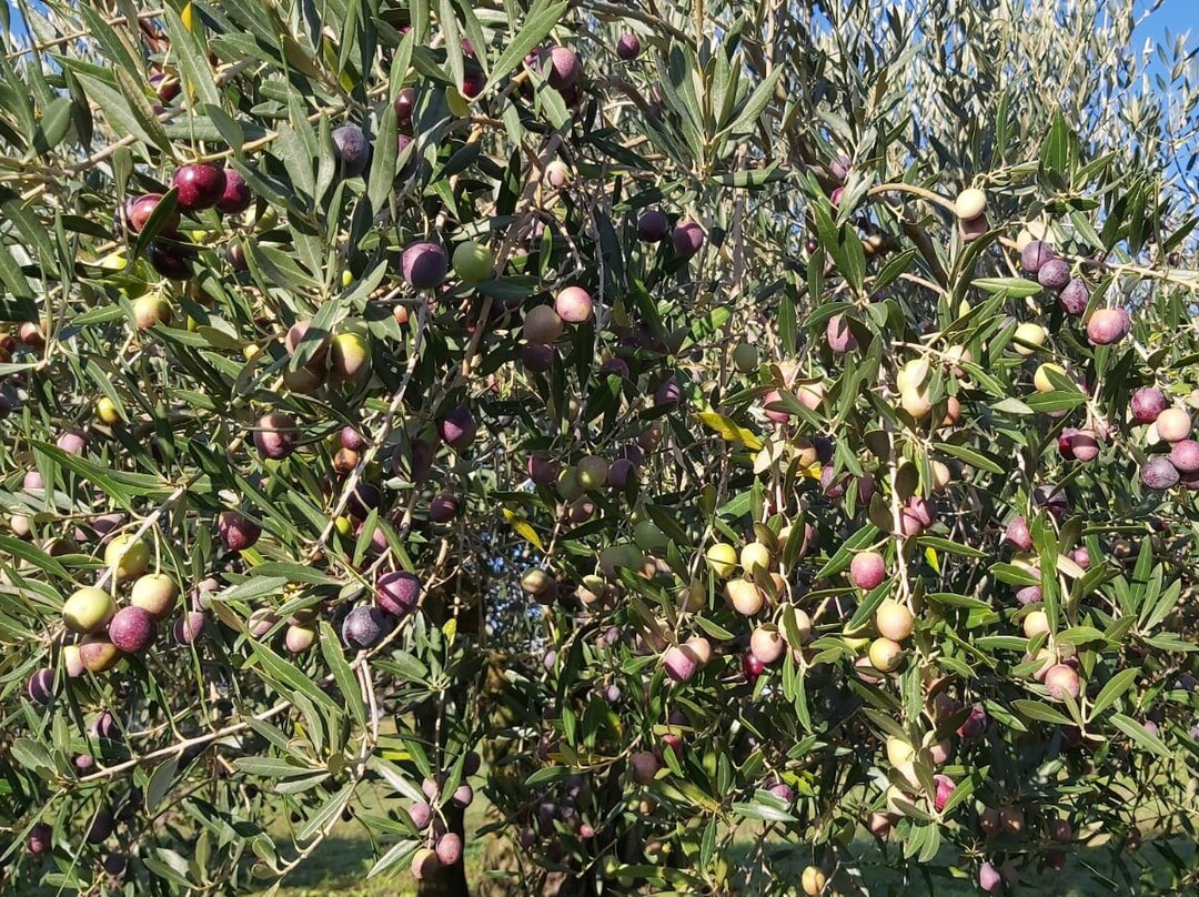 Olivo Istriano: Authentic Istrian family farm, guided walk, foods & wine-布延必去景点