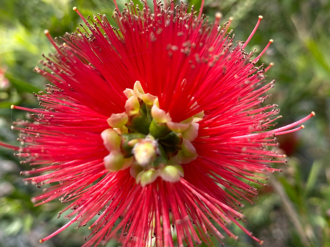 Natives 'R' Us Nursery-Traveston必去景点