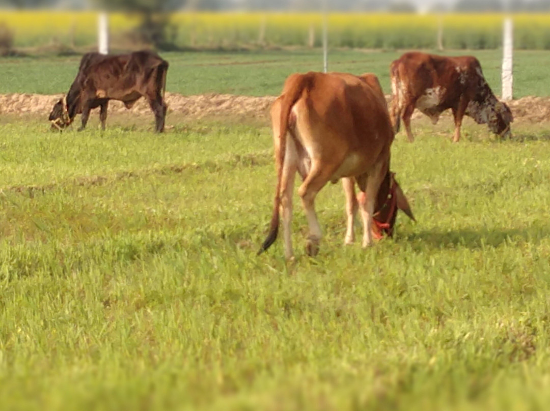 Gosakhi Ashhram-Dholpur必去景点