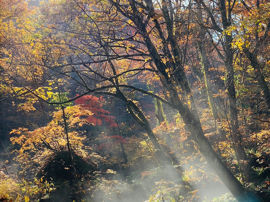 奥入濑溪流-青森县必去景点