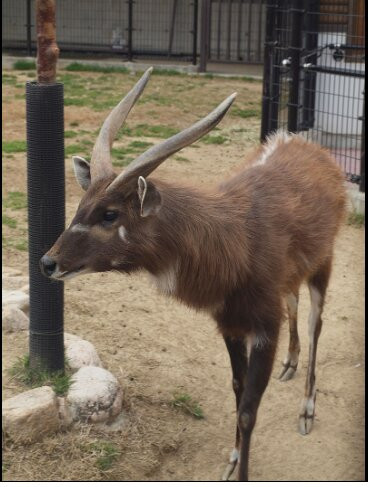 Saiwa Swamp National Park-Kitale必去景点