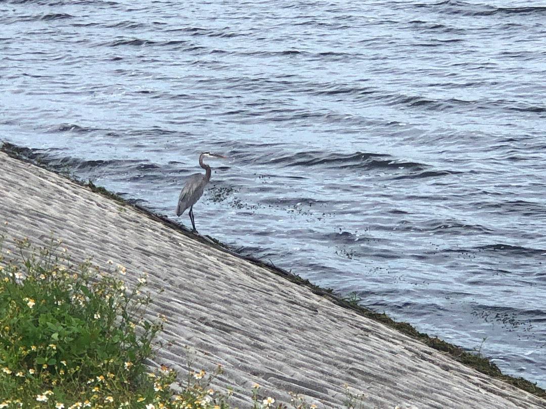 Edward Medard Regional Park-普兰特城必去景点