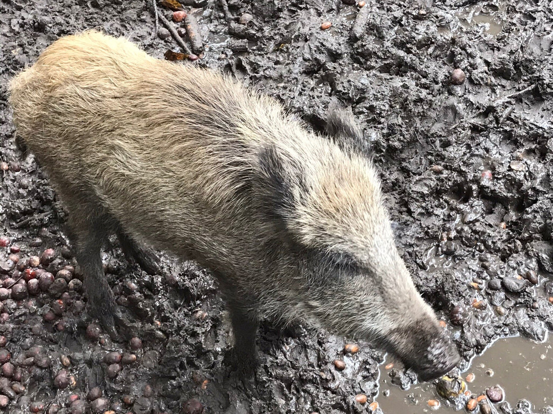 Wildgatter im Stadtwald-于尔岑必去景点