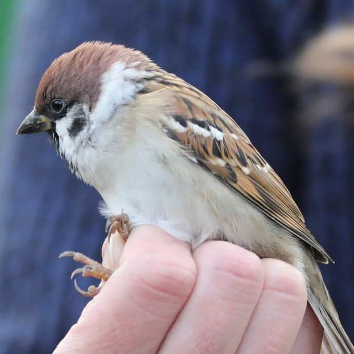 Spurn Bird Observatory景点图片
