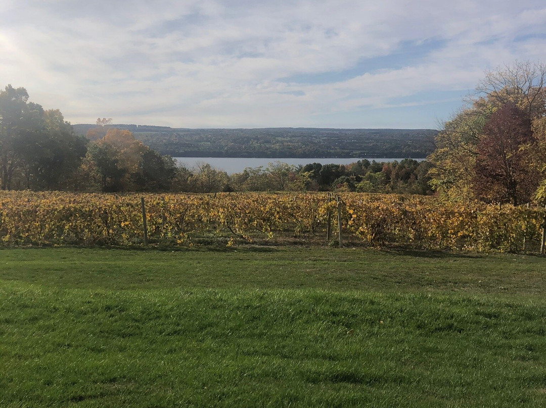 Penguin Bay Winery景点图片