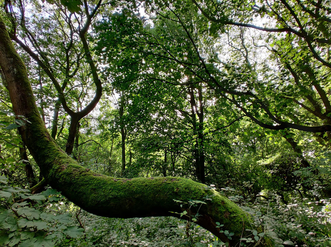 Flatts Lane Woodland Country Park-米德尔斯堡必去景点