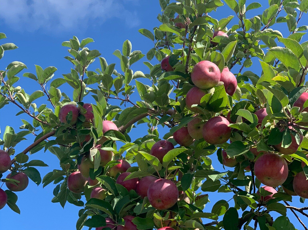 Appledale Orchards景点图片