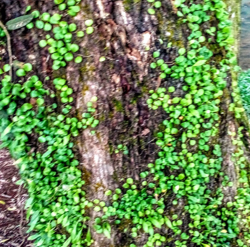 Winfield Park-马兰达必去景点