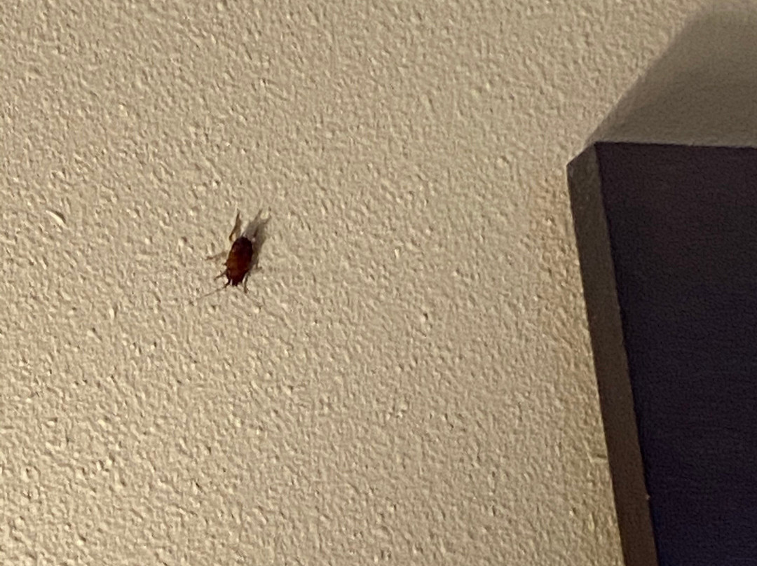 Comfort Inn and Suites主图