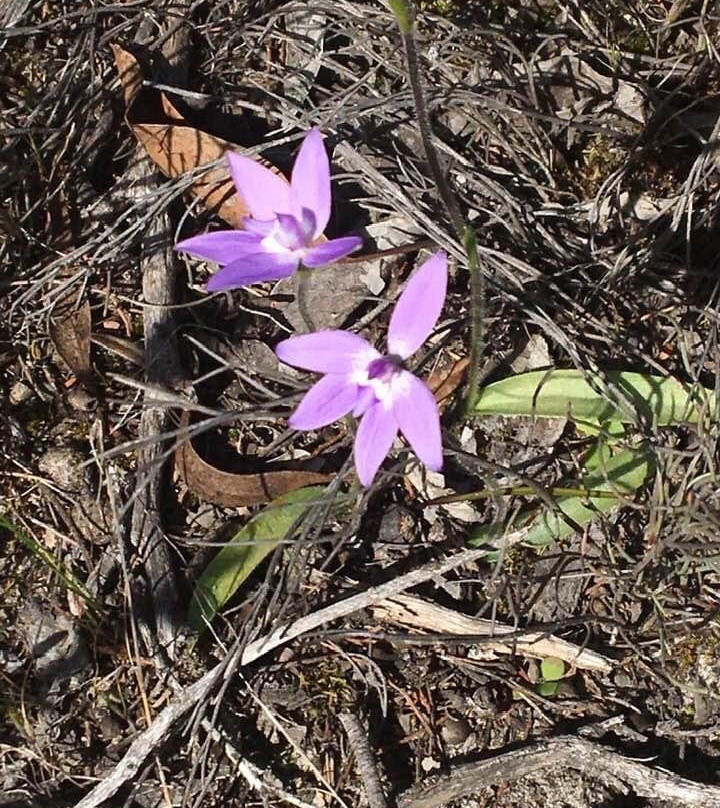 Billyho Bushwalk-Kaniva必去景点