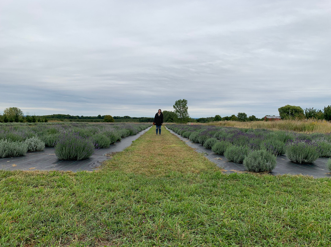 Harbor View Nursery & Lavender Farm景点图片