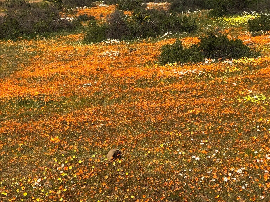 Pakhuis Pass-克兰威廉必去景点