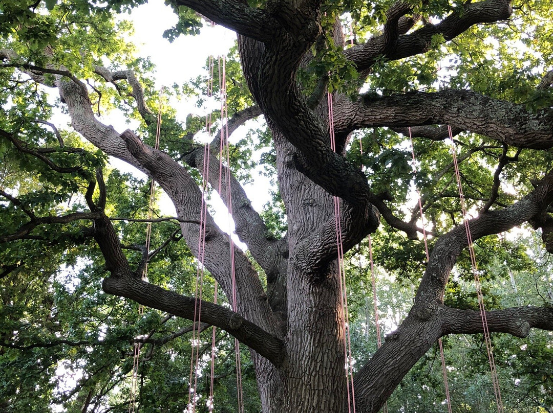 Goodleaf Tree Climbing景点图片