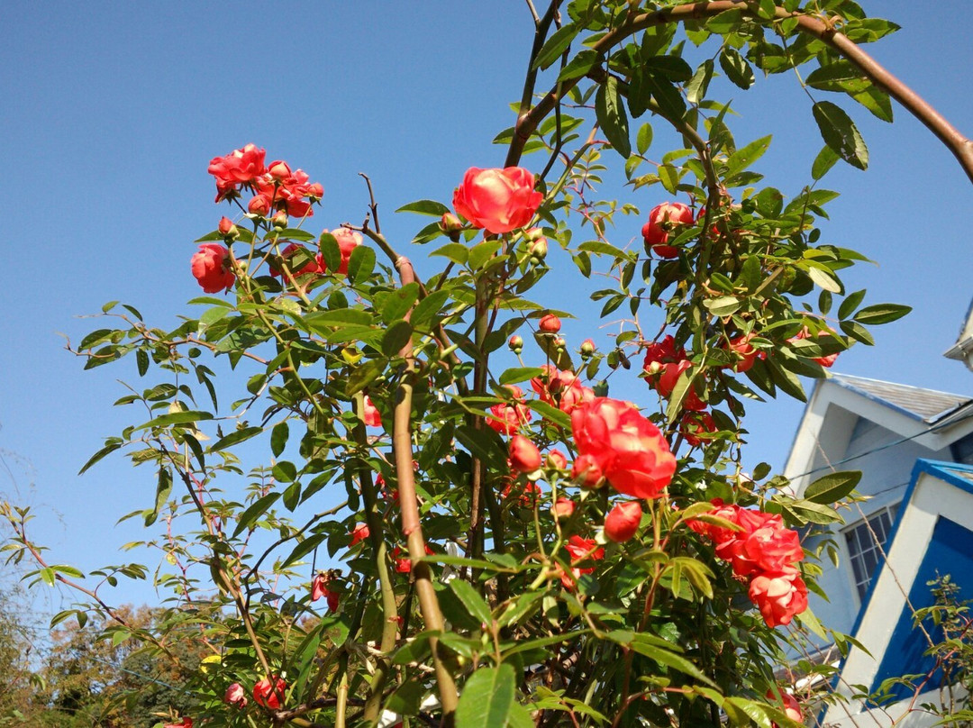 Strawberry Ice Rose Garden-舞鹤市必去景点