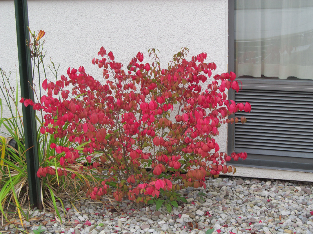 Best Western Plus University Inn主图