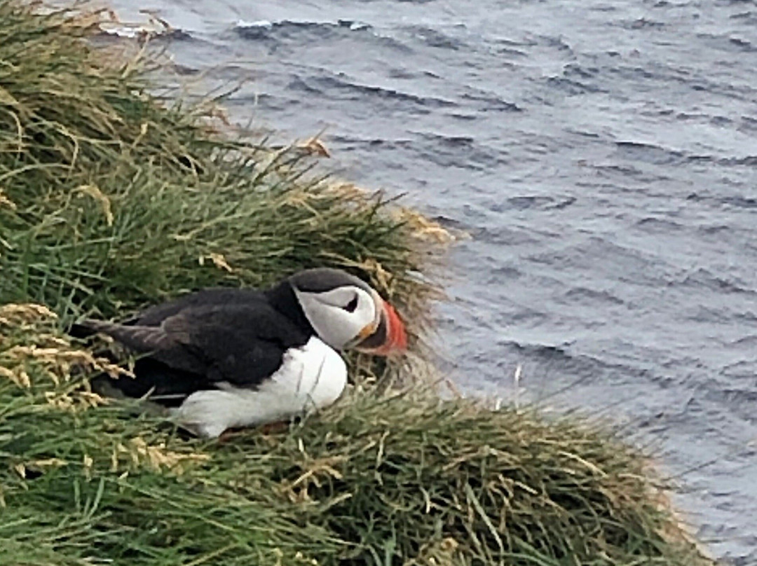 Latrabjarg bird cliffs景点图片