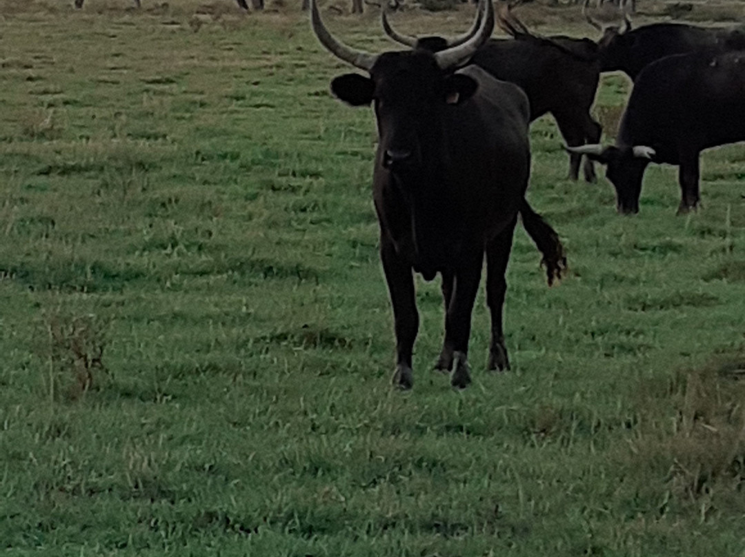 Mas Saint-Germain主图