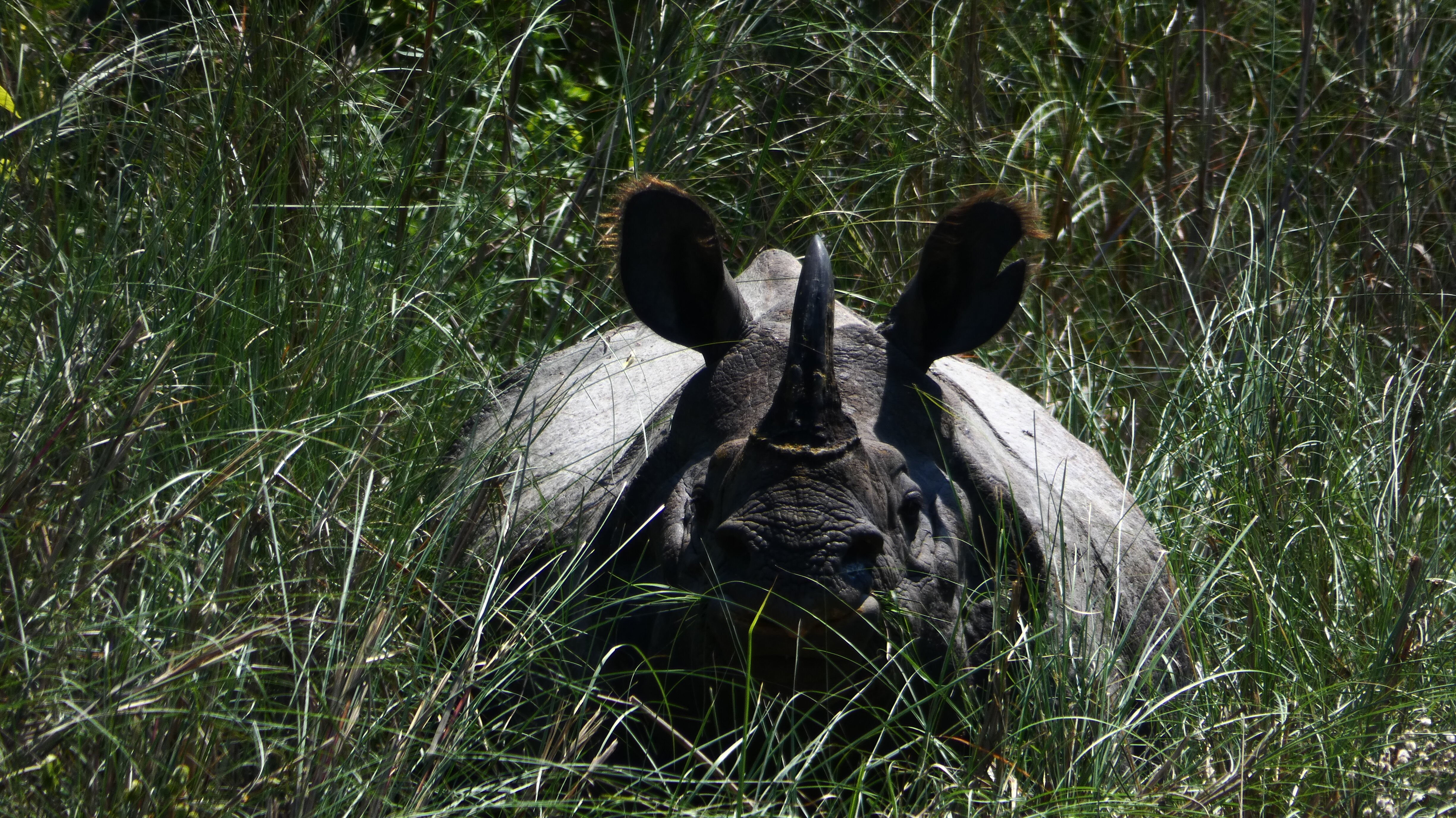 Rhino Lodge Bardia-官方