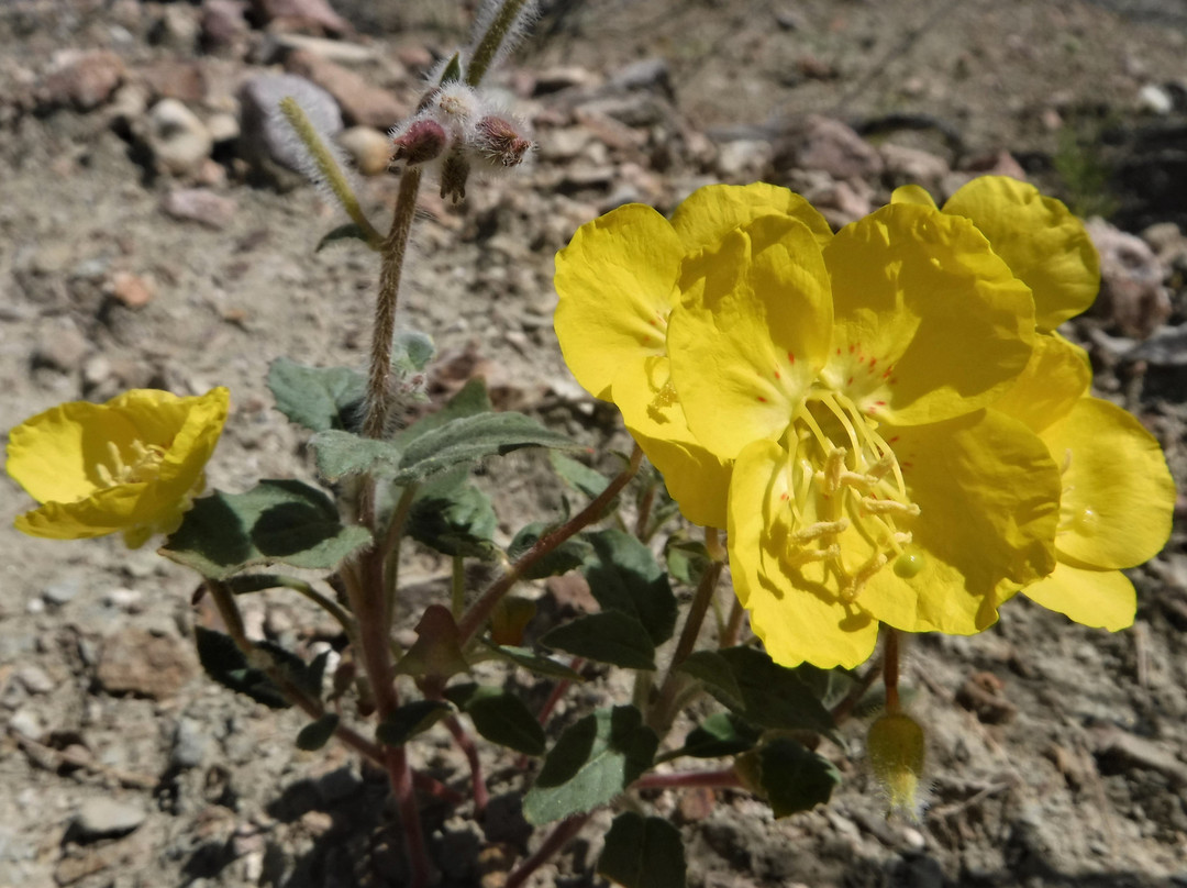 Rainbow Basin Natural Area-巴斯托必去景点
