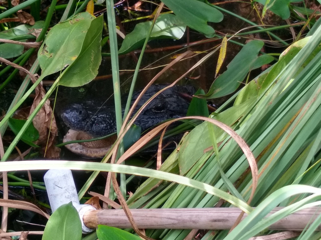 Justin's Jungle Airboat Rides-Umatilla必去景点