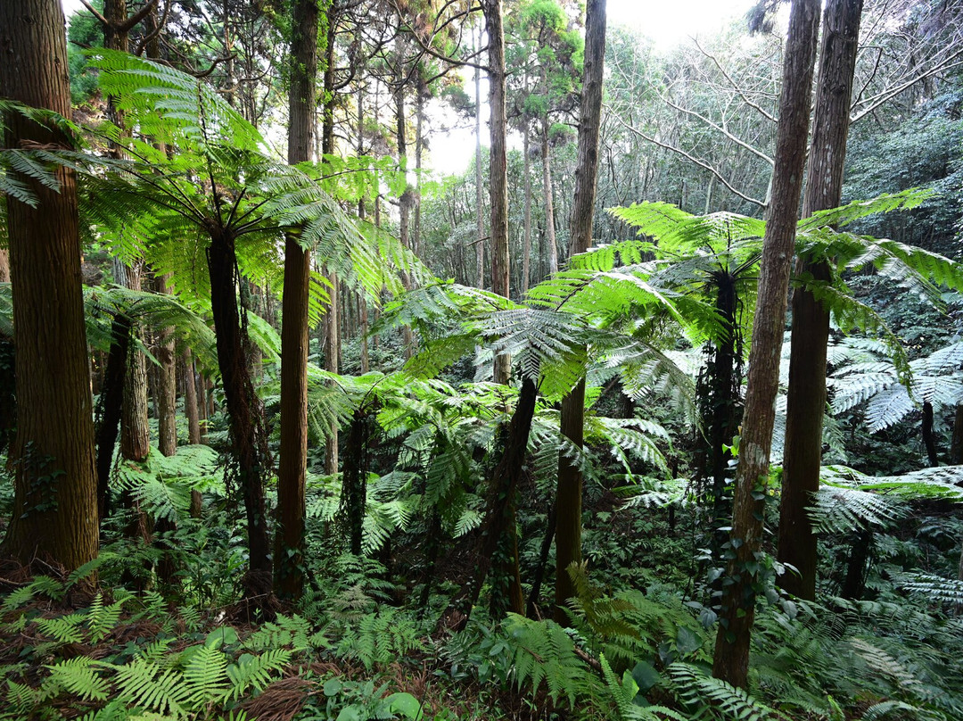 Flying Spider-Monkey Tree Ferns of Ota景点图片