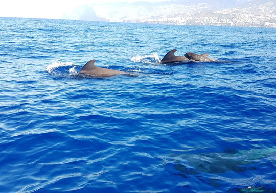 Rota dos Cetáceos-沙尔必去景点