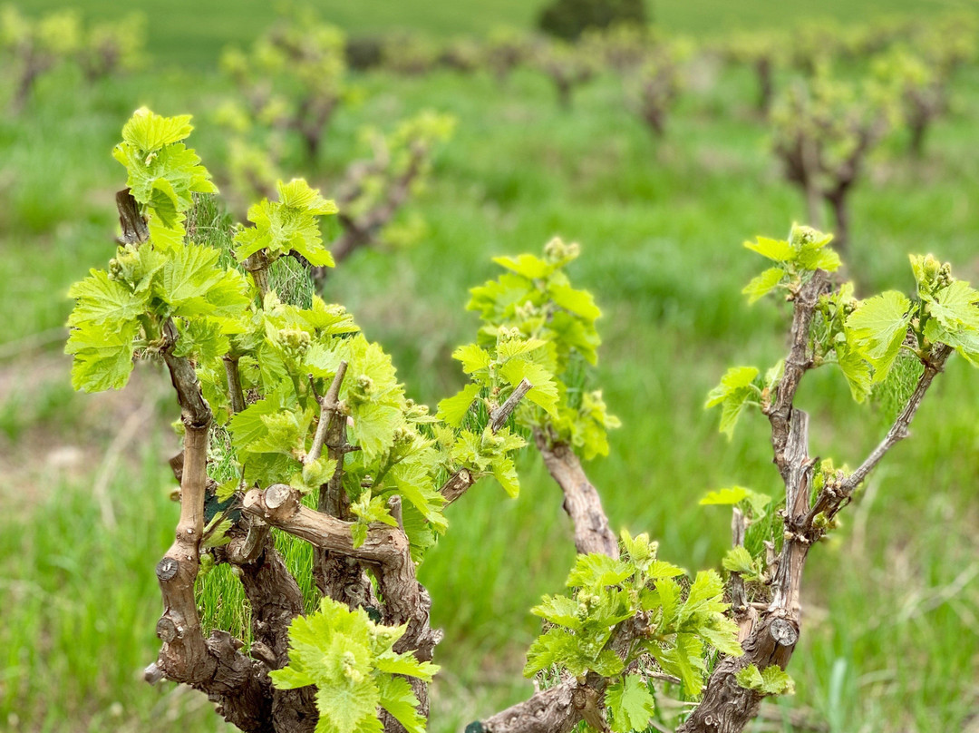 Gomersal Wines景点图片