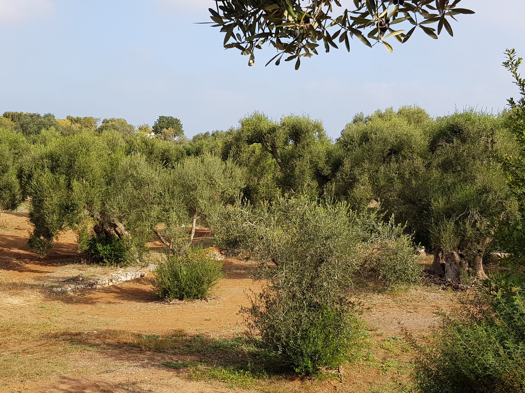 Giardino Botanico Lama degli Ulivi-莫诺波利必去景点