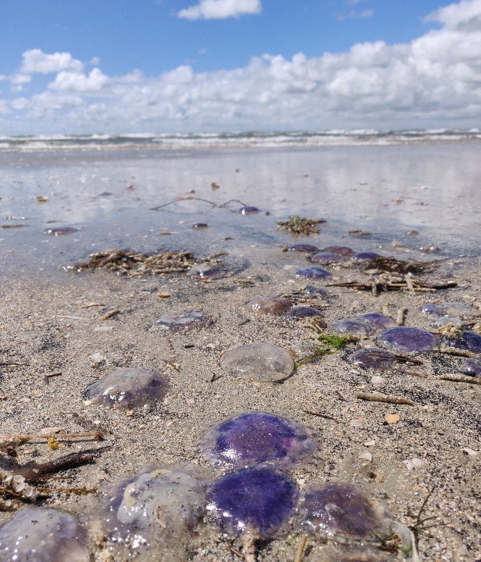 Wadden Sea National Park and World Heritage Site景点图片