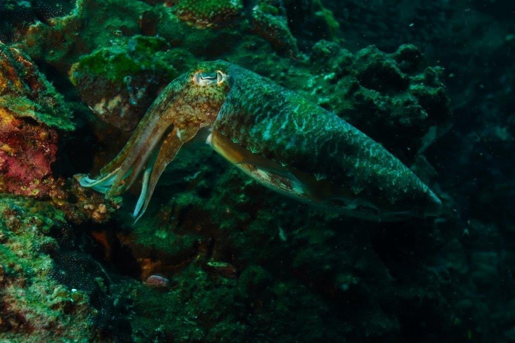Krokodyle Diving Center景点图片
