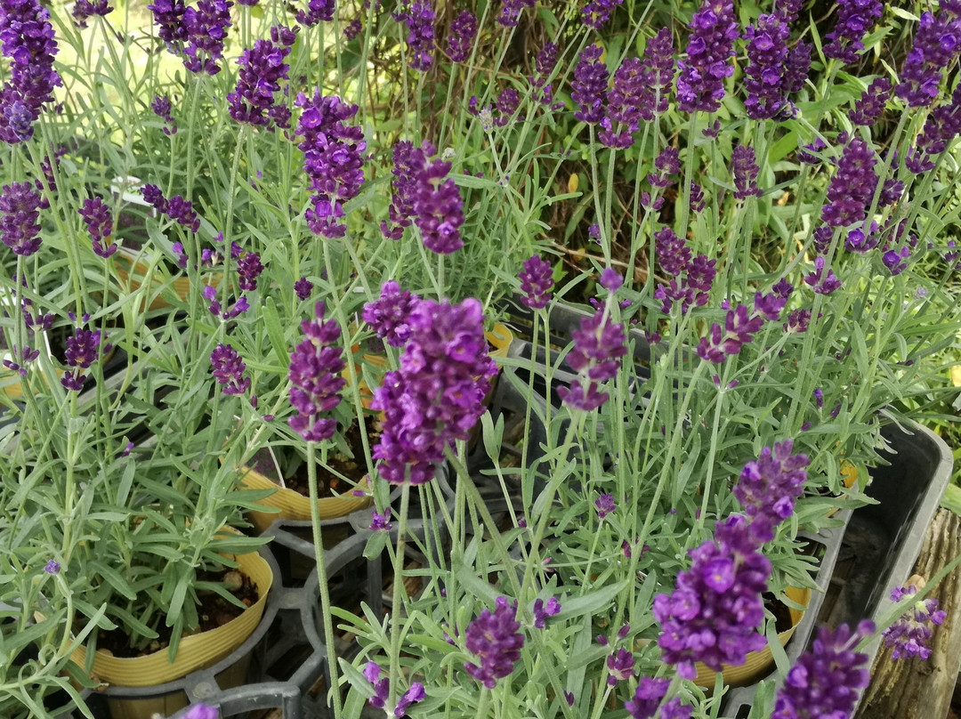 99 Stars Herb Garden-九十九里町 必去景点