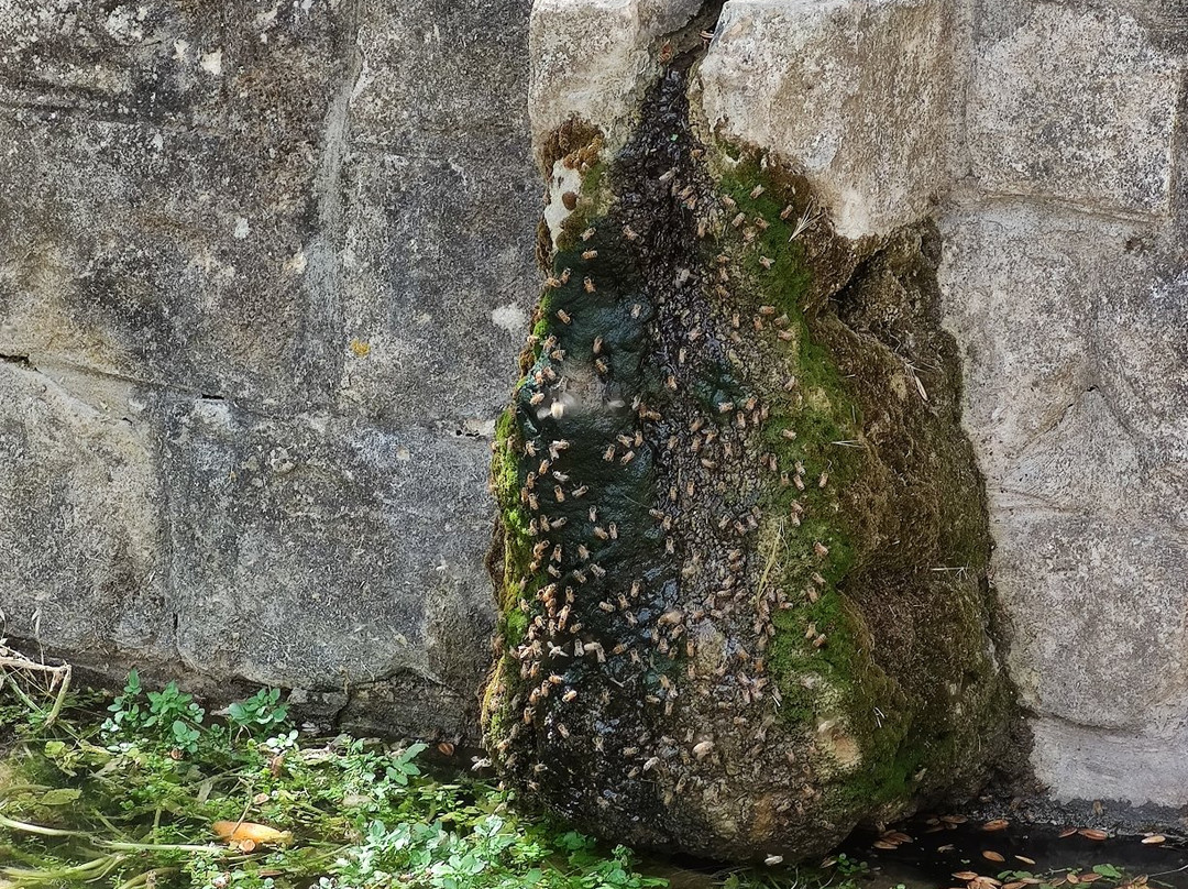 Dalton旅游攻略图片