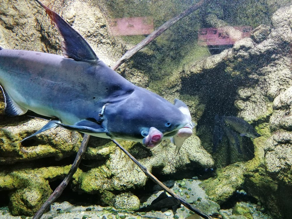 Aquarium Des Tropiques景点图片