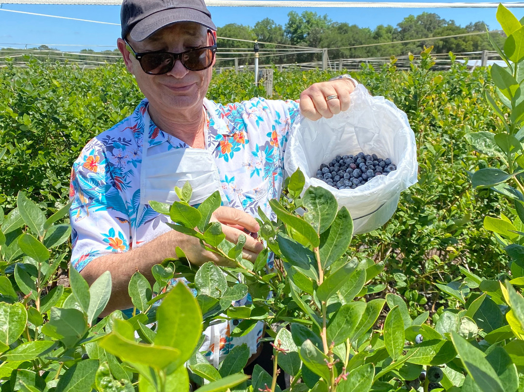 Florida Best Blueberry Farm-因弗内斯必去景点