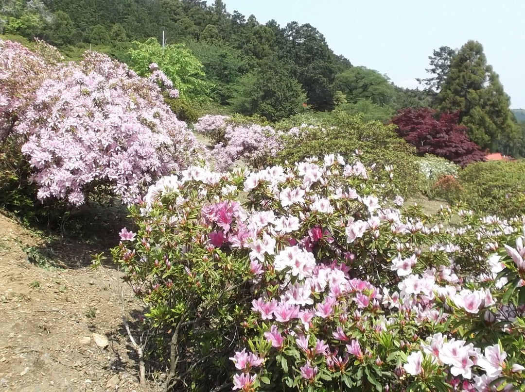 Godaison Azalea Park-越生町必去景点