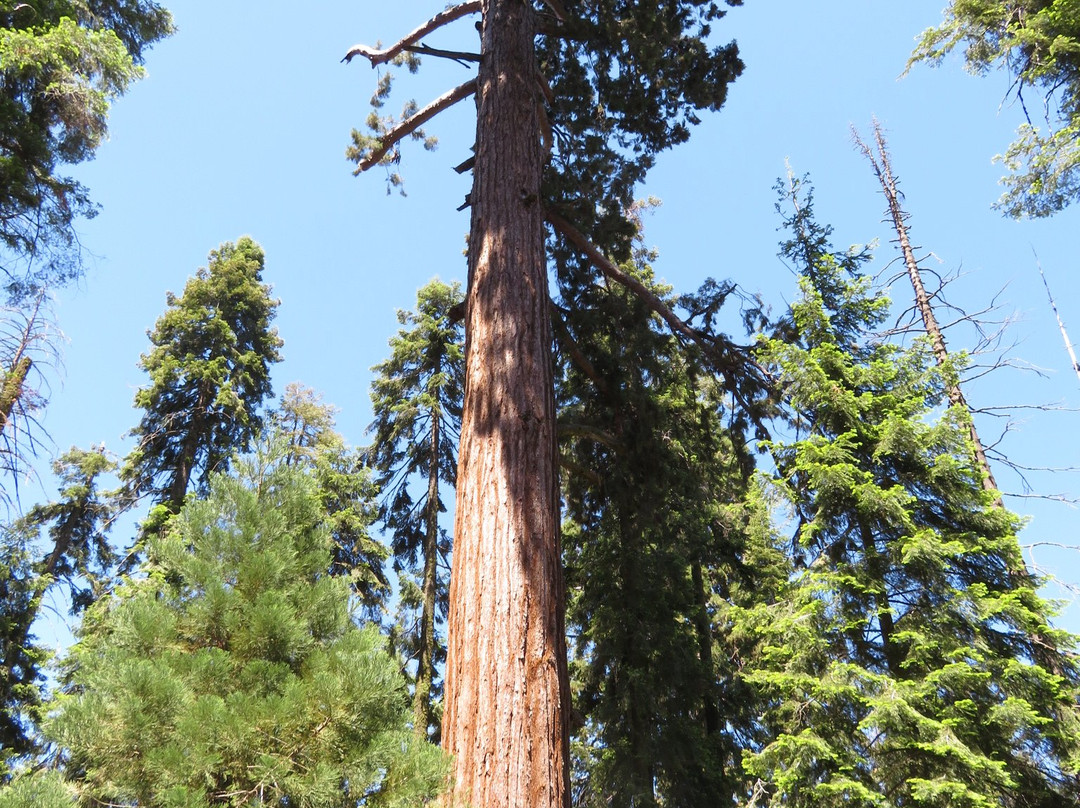 巨人森林-红杉&国王峡谷国家公园必去景点