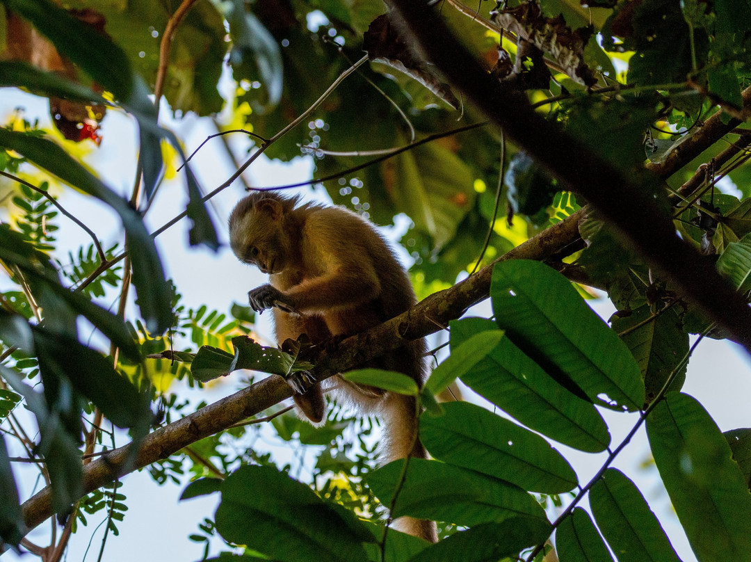 Bush Bush Wildlife Sanctuary-Mayaro必去景点