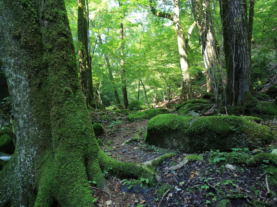 Kosuge-gawa Odaki no Shioji-rin-小菅村必去景点