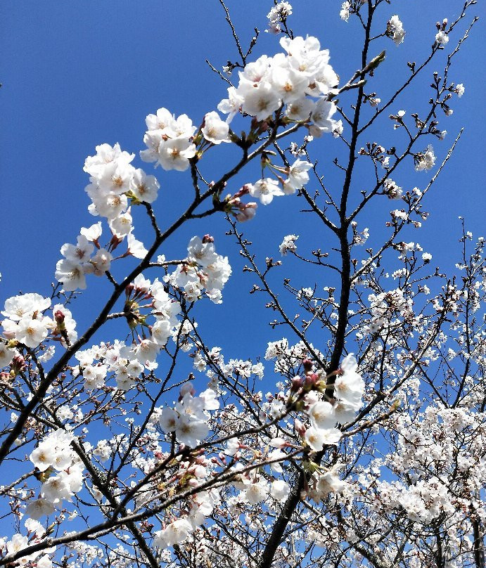 Ota River Sakura Zutsumi-森町必去景点