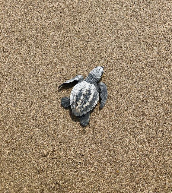 Turtle Tours Mazatlan-马萨特兰必去景点